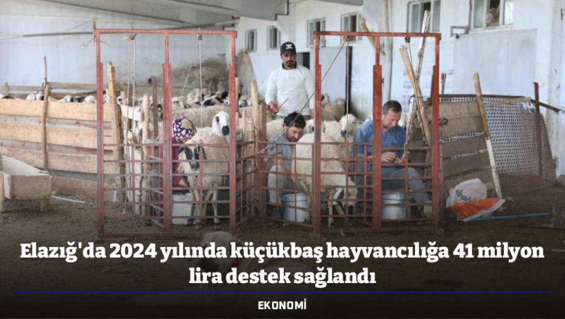 Elazığ'da 2024 yılında küçükbaş hayvancılığa 41 milyon lira destek sağlandı