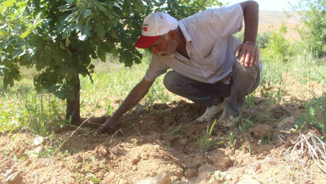 3 dönüme trüf mantarı ekmişti, ilk hasadını yaptı