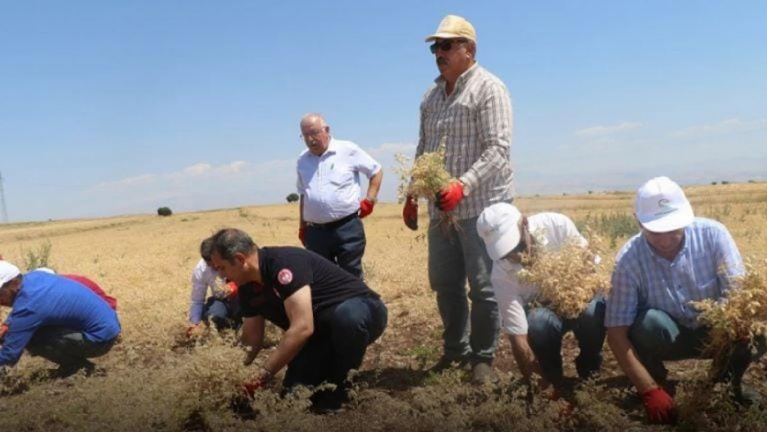 Ağın'da nohut hasadı başladı