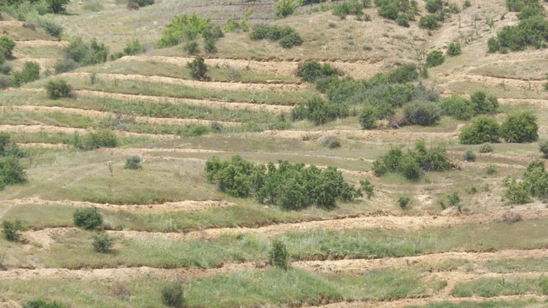 Baskil'de 300 bin fidan toprakla buluşacak