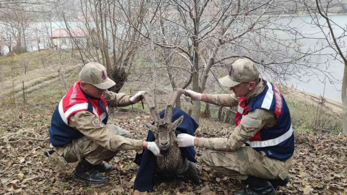 Boğulmak üzere olan dağ keçisi jandarma tarafından kurtarıldı