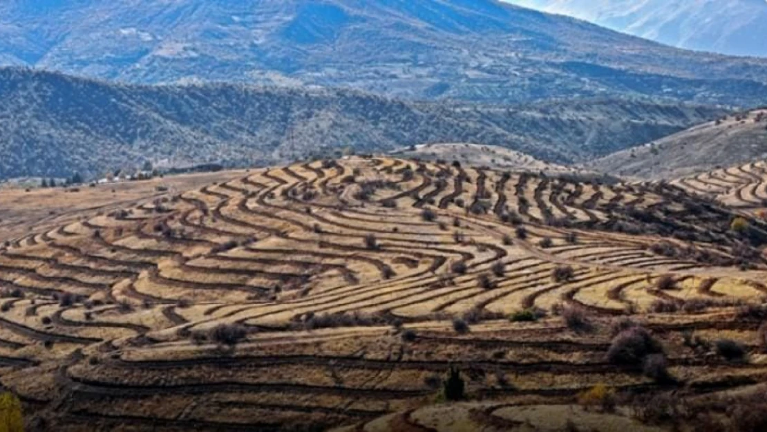 Doğu'da bozkıra dikilen milyonlarca fidan 'geleceğe nefes' olacak