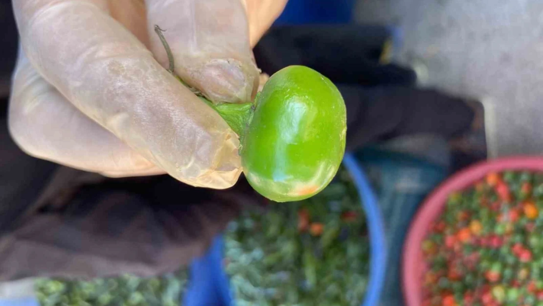 Domates görünümlü biberler ilgi odağı oldu