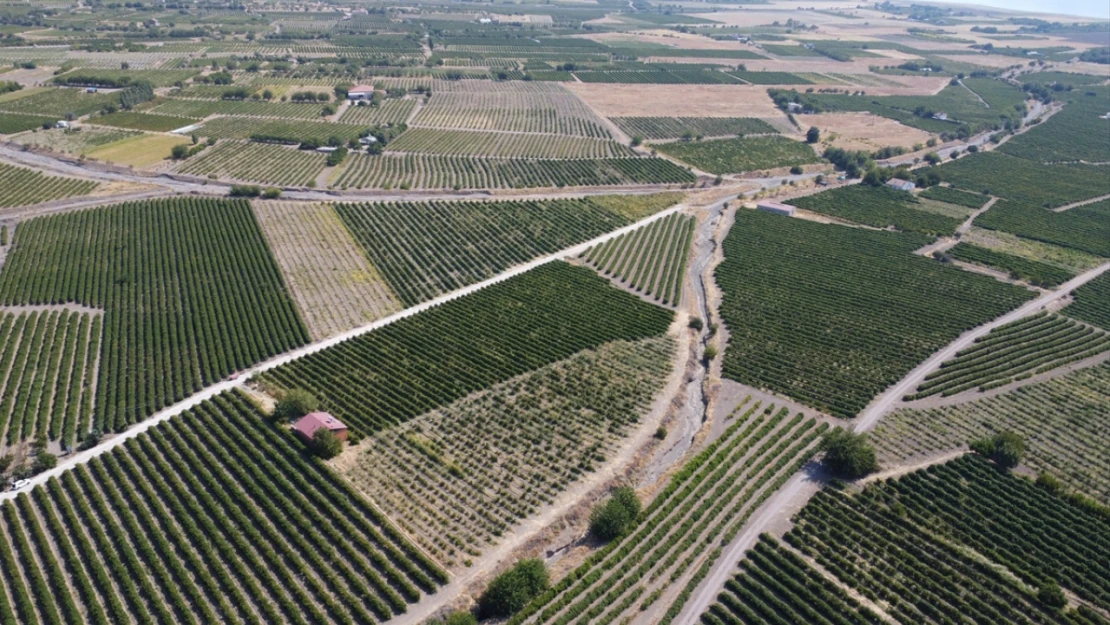 Elazığ'da 110 bin dekar alanda yetiştirilen üzüm birçok şehre gönderiliyor