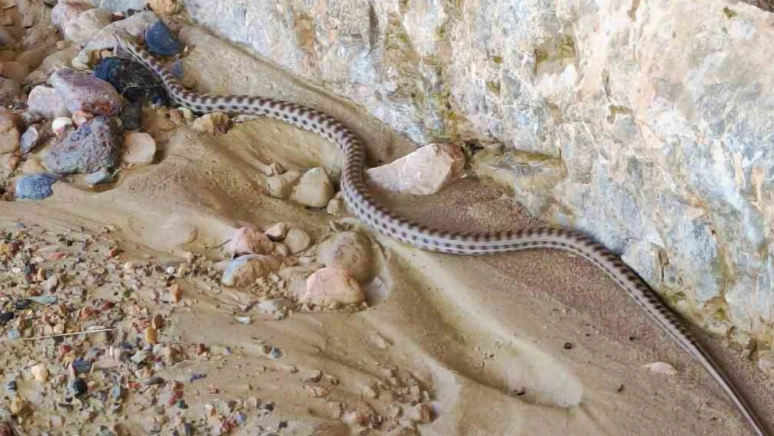 Elazığ'da 1,5 metre uzunluğunda yarı zehirli kocabaş yılanı görüntülendi