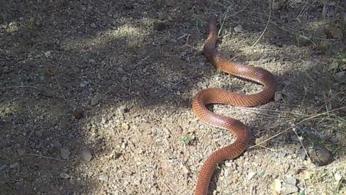 Elazığ'da 2,5 metre uzunluğundaki yılan korkuttu