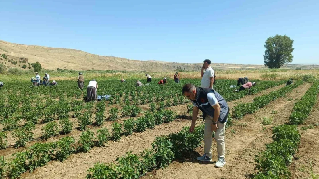 Elazığ'da 40 dekarlık alanda sebze hasadı