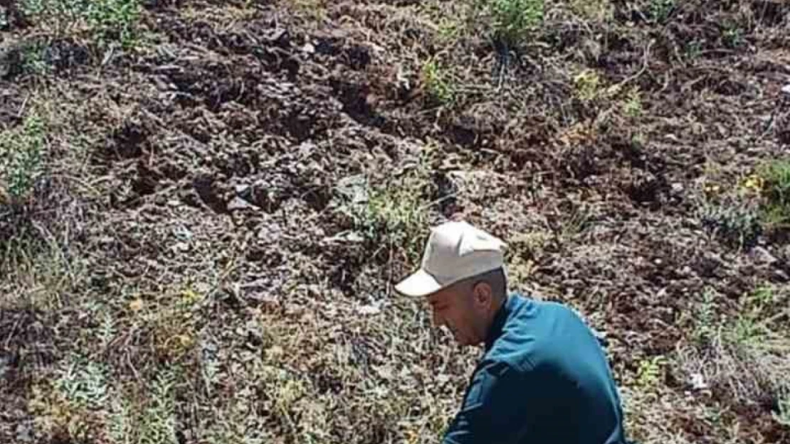 Elazığ'da ada çayı izleme çalışması yapıldı