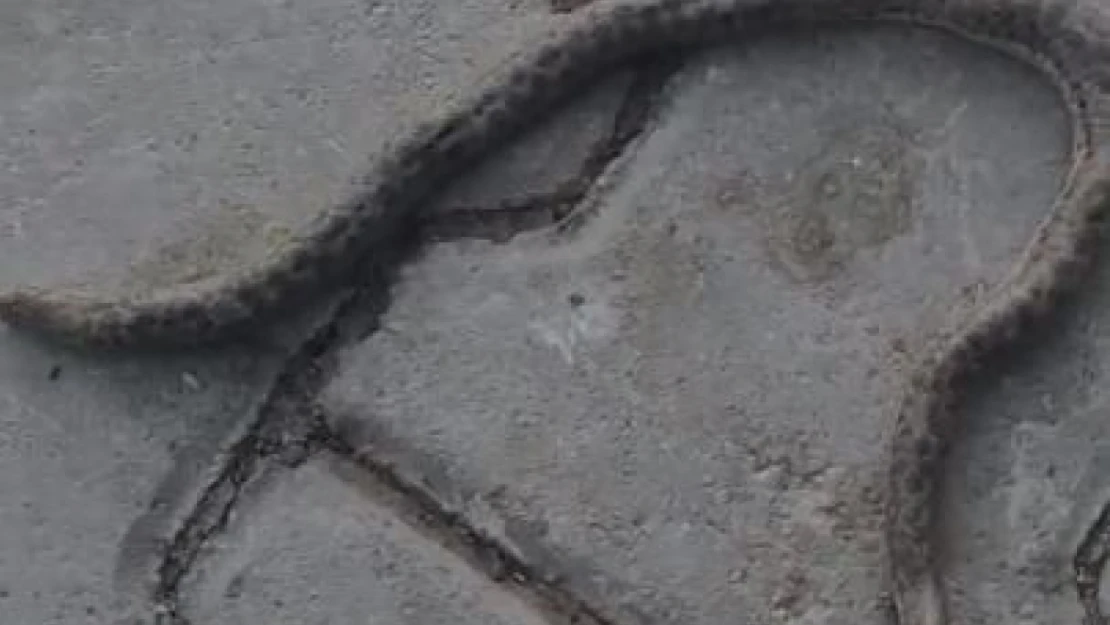 Elazığ'da çift başlı yılan tedirgin etti