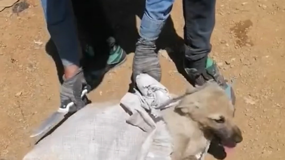 Elazığ'da çuvala konulan köpek ölüme terk edildi