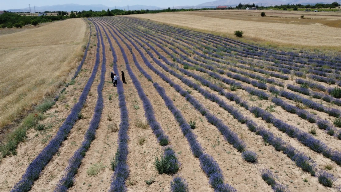 Elazığ'da farklı mesleklerden kadınlar lavanta üretimine başladı