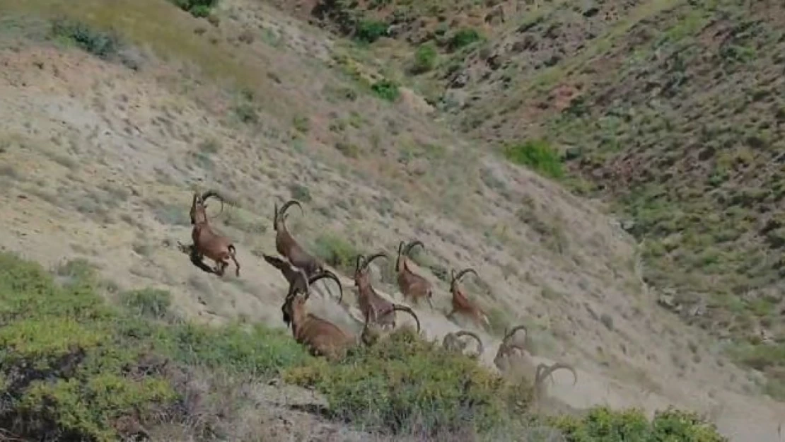 Elazığ'da koruma altında bulunan çengel boynuzlu dağ keçileri görüntülendi