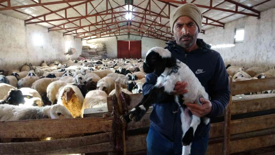 Elazığ'da yeni yılın ilk kuzuları dünyaya geldi