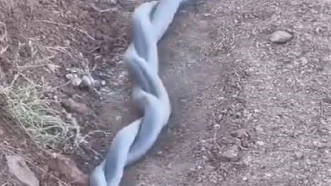 Elazığ'da yılanların çiftleşme dansı kameraya yansıdı