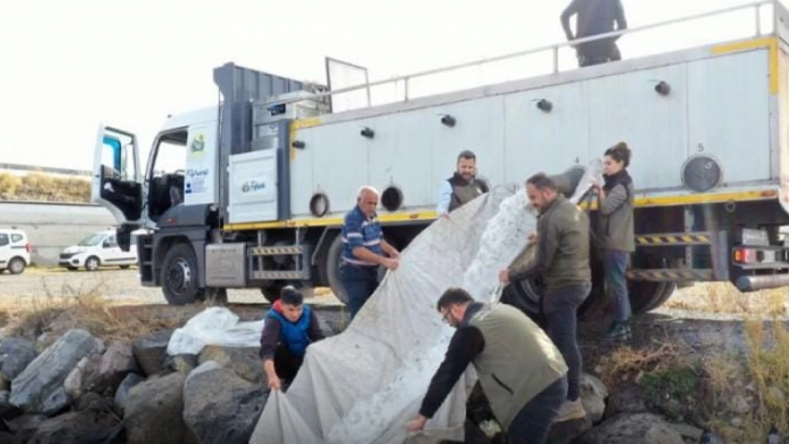 Elazığ'dan gönderilen 2 bin 800 yavru sazan Çıldır gölü'ne bırakıldı