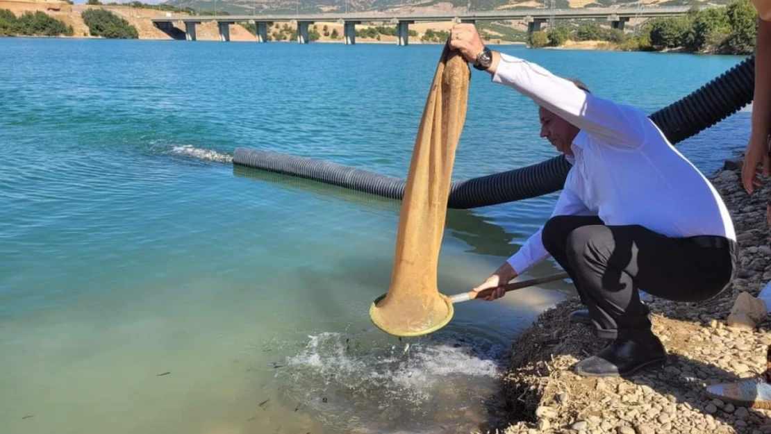 Elazığ'dan Tunceli'ye bir buçuk milyon pullu sazan yavrusu