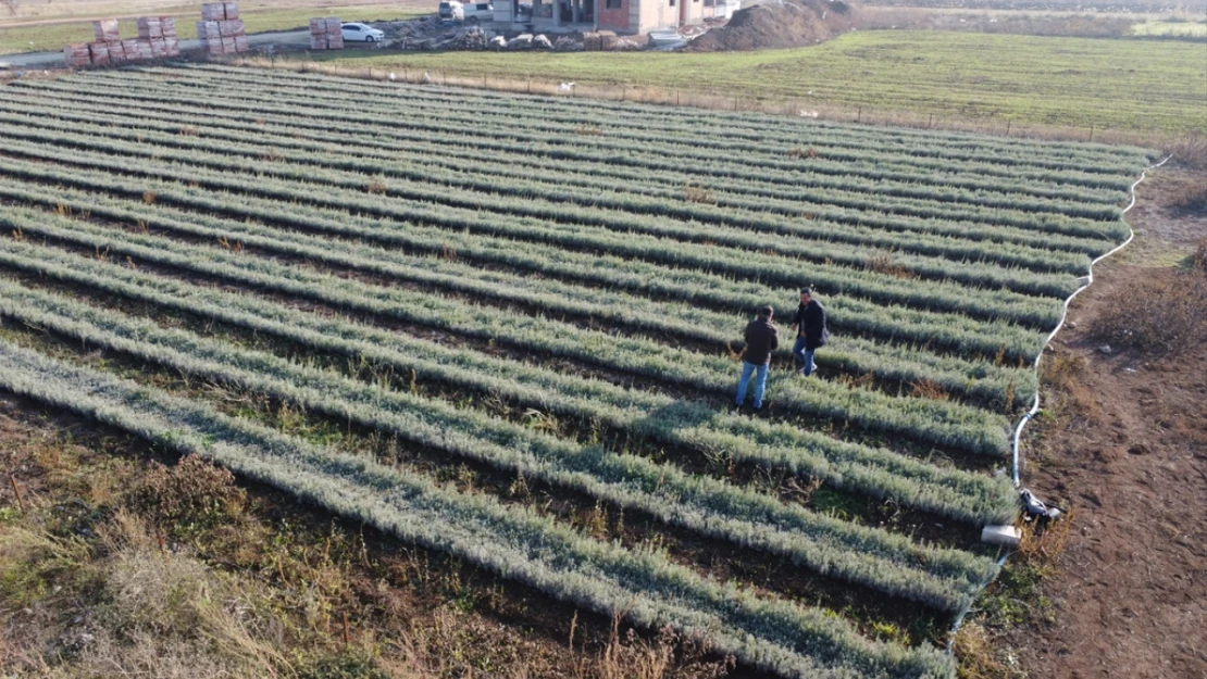 Elazığlı girişimci bir yılda 7 milyon lavanta fidesi üretti