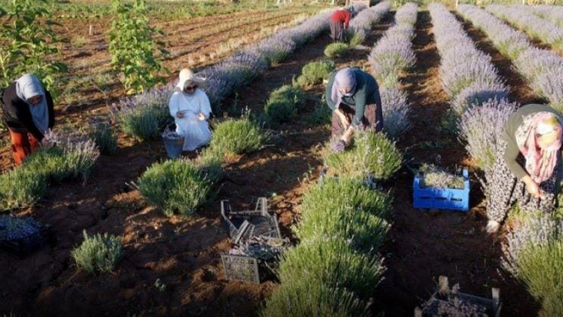 Elazığlı kadın girişimci, atıl araziyi lavanta bahçesine dönüştürdü