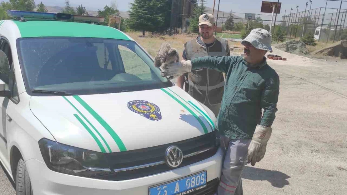 HAYDİ tarafından bulunan yavru baykuş tedavi altına alındı