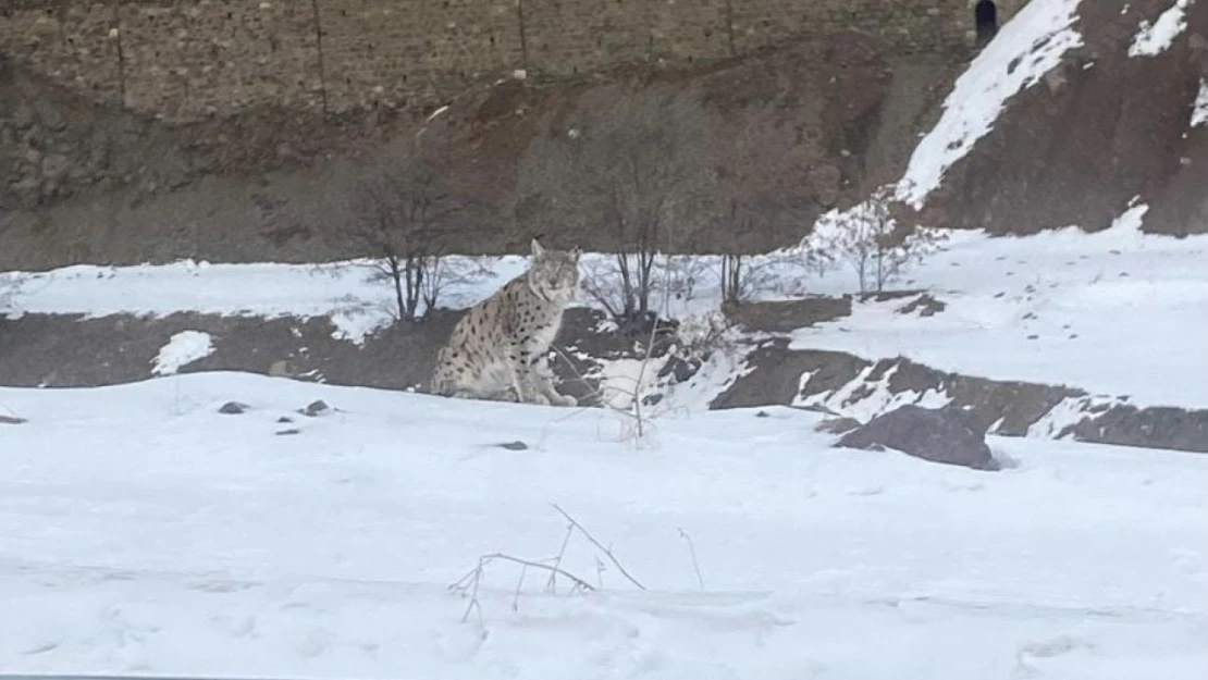 Kırmızı listedeki vaşak Elazığ'da görüldü