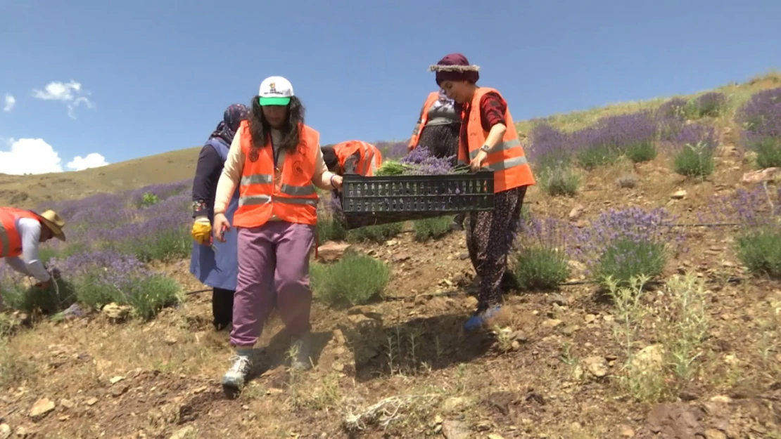 Lavanta bahçelerinde hasat yapıldı