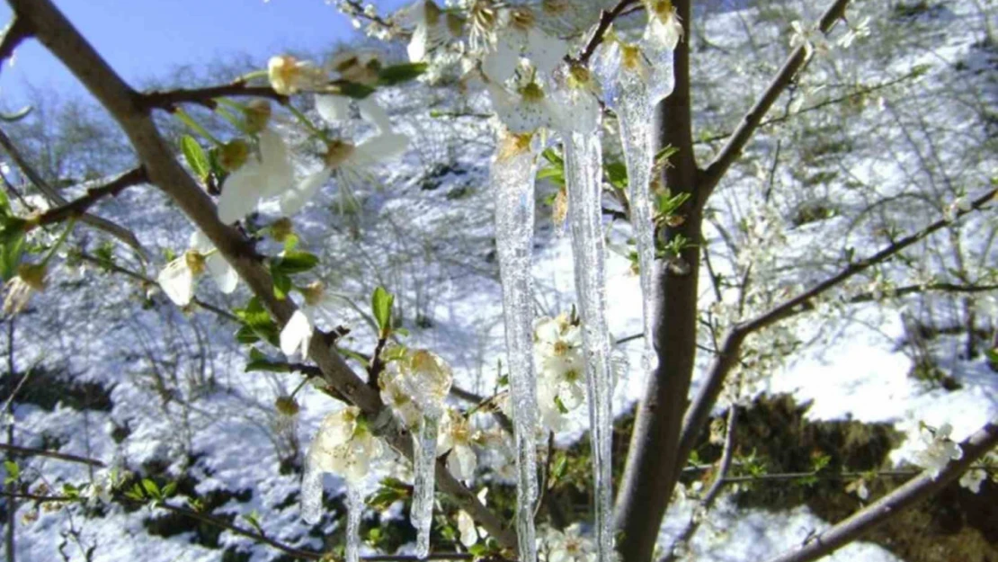 Meteorolojinin zirai don uyarısı sürüyor