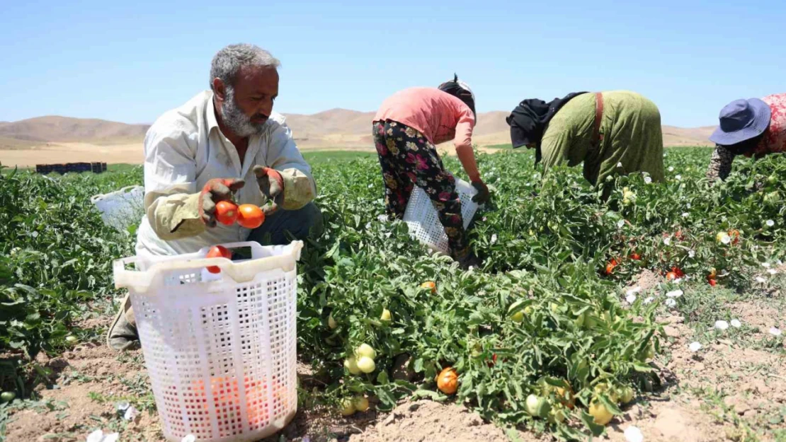 Mevsimlik işçilerin sıcak altına ekmek mücadelesi