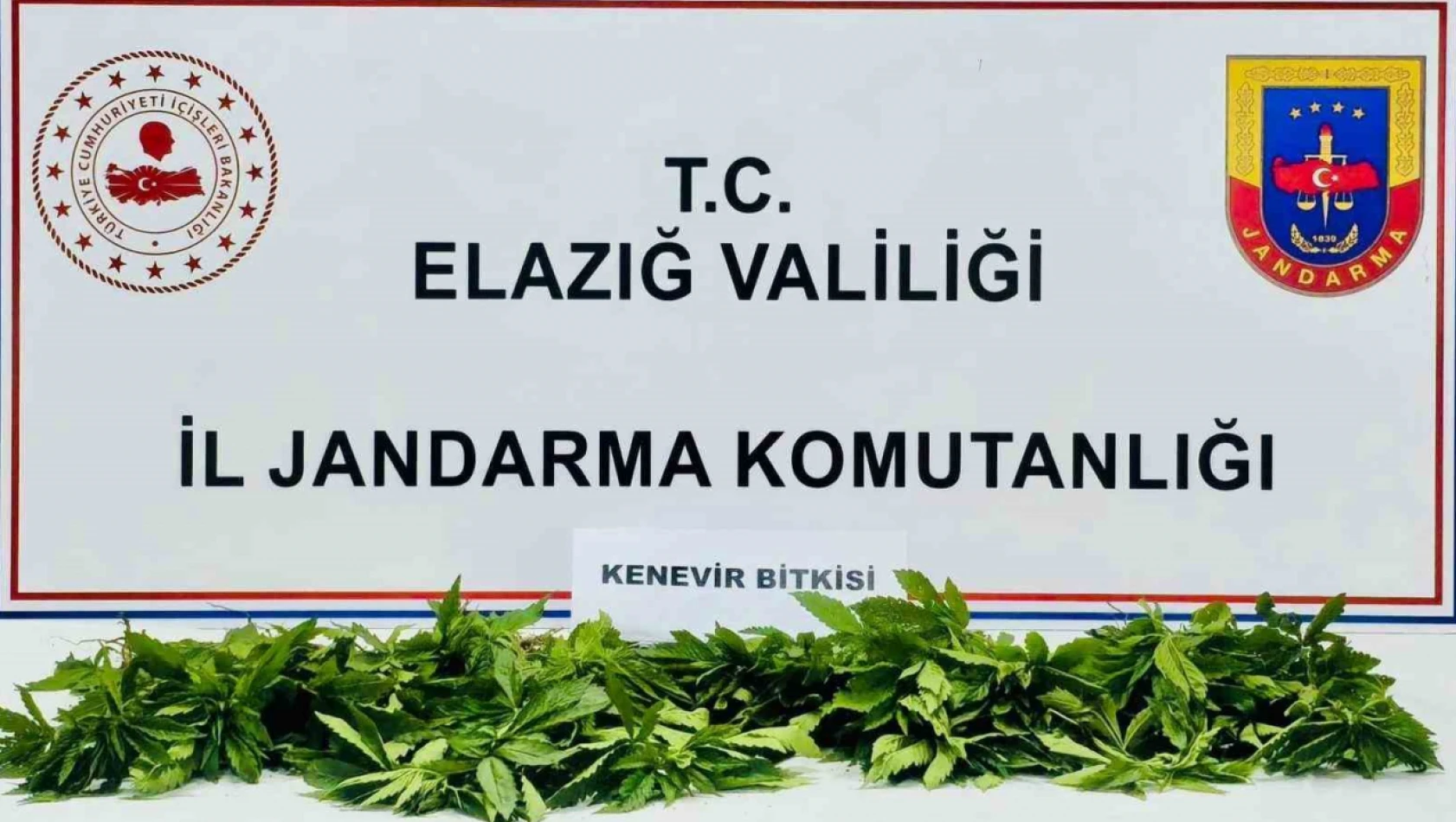 Elazığ'da 158 kök kenevir ele geçirildi