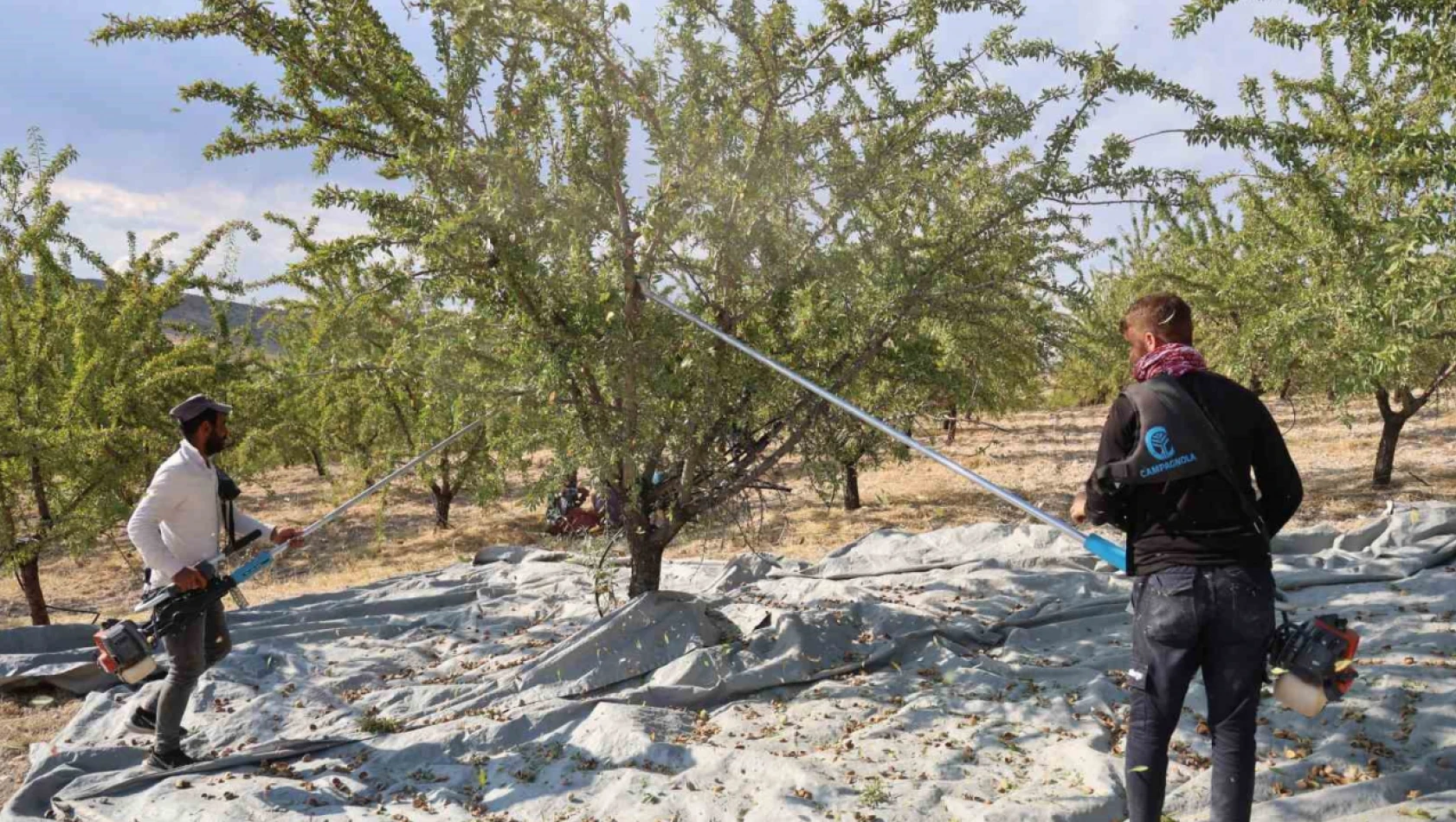 Elazığ'da badem hasadı sürüyor