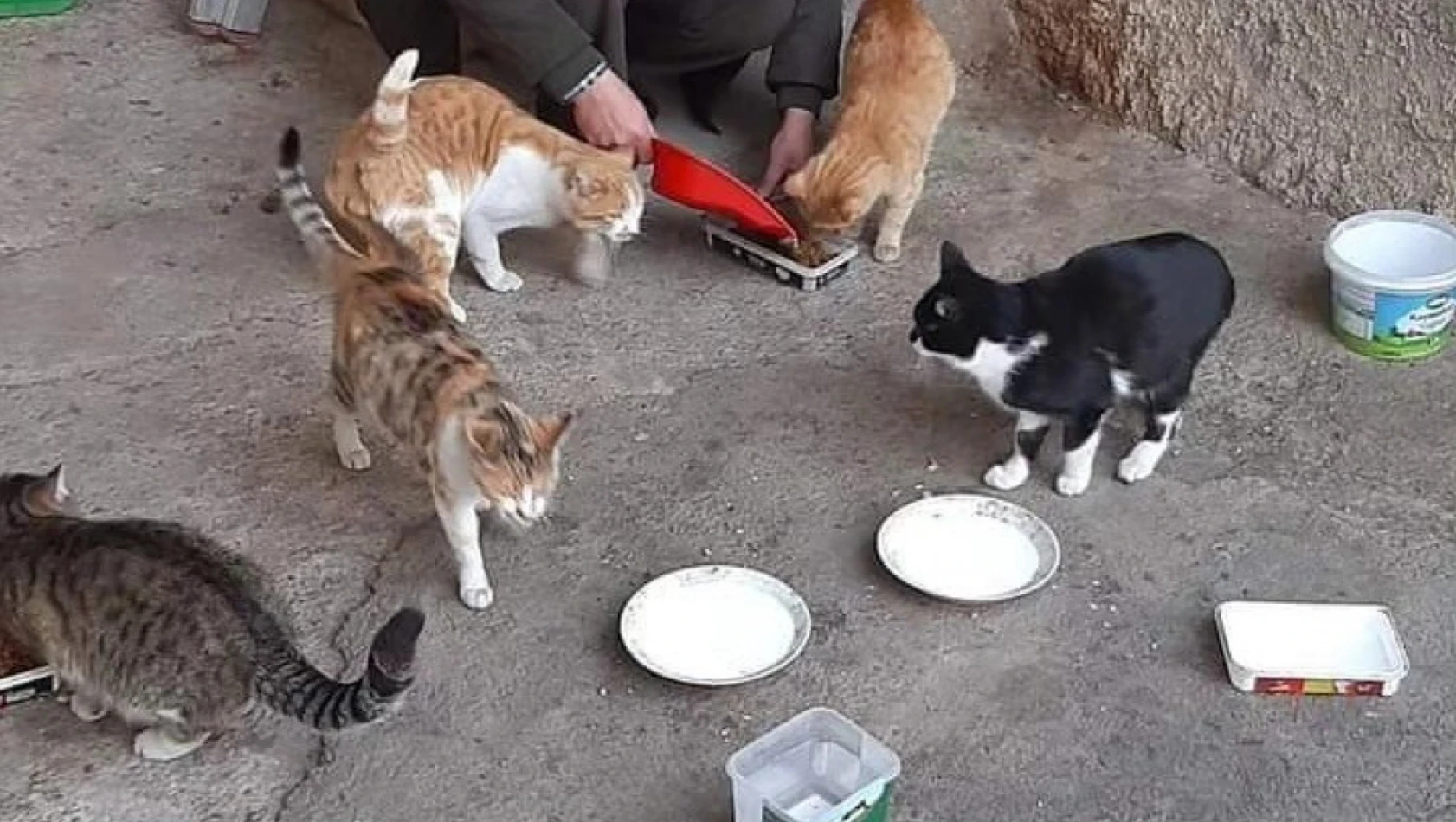 Elazığ'da hayvan sever vatandaş ,sokak hayvanlarına gözü gibi bakıyor