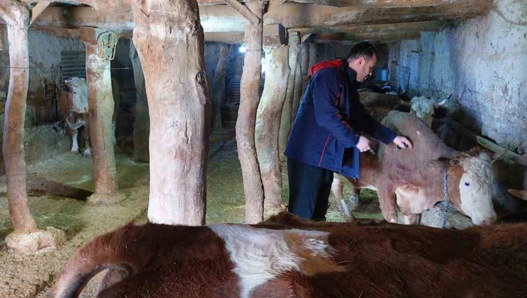 Elazığ'da şap hastalığına karşı 59 bin 800 hayvan aşılandı