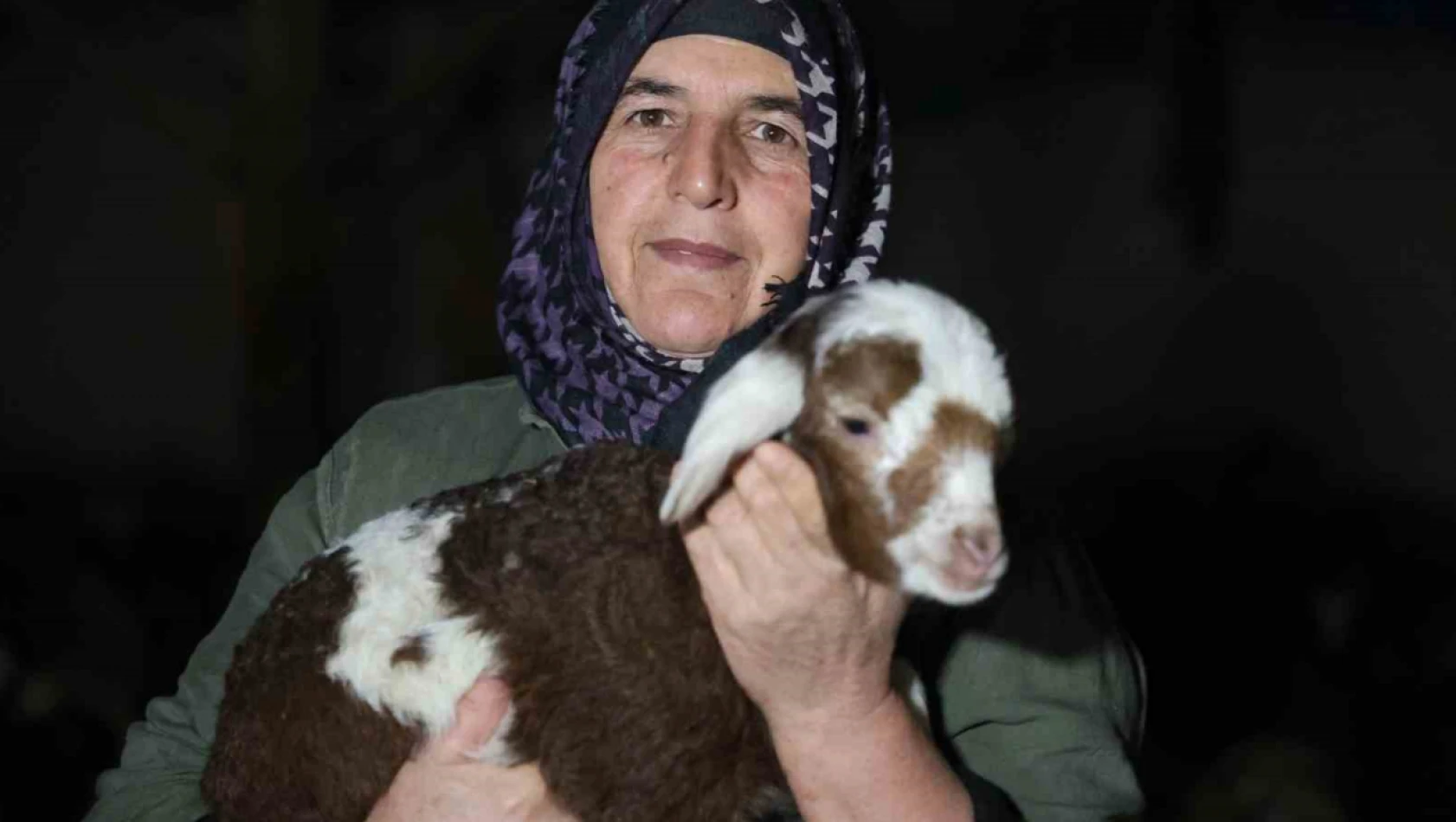 Elazığ'da yeni yılın ilk kuzuları dünyaya geldi