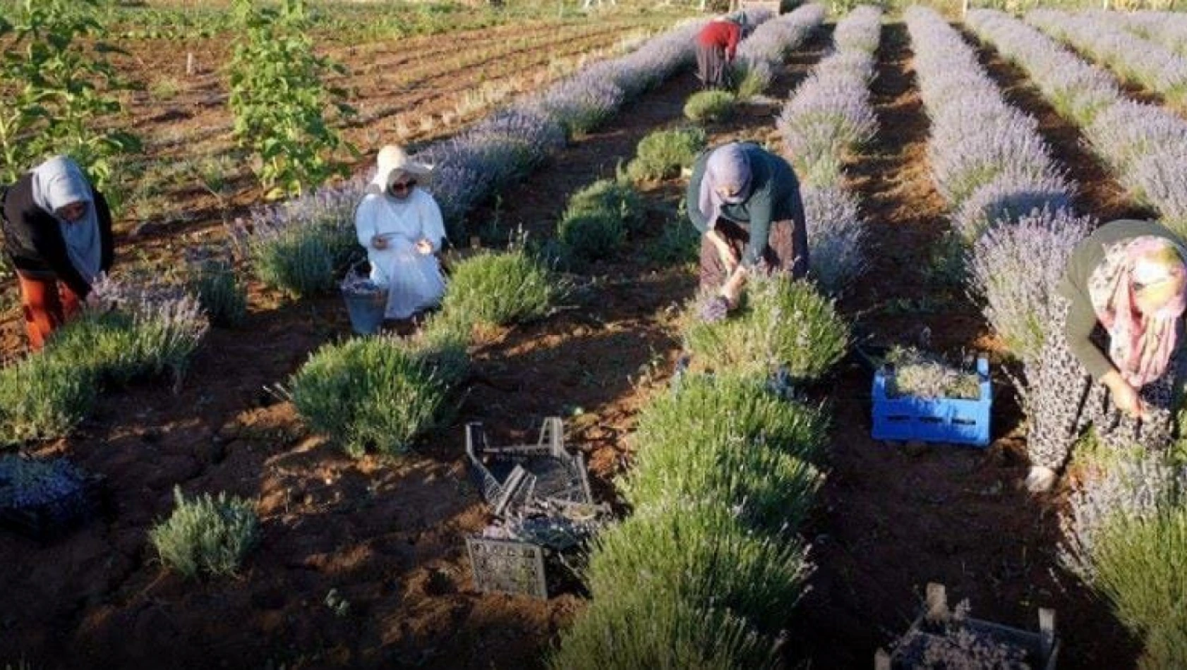 Elazığlı kadın girişimci, atıl araziyi lavanta bahçesine dönüştürdü