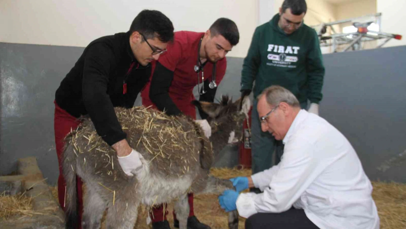 Fırat Üniversitesi Hayvan Hastanesi'nde bir yıl 7 bin 600 hayvan tedavi edildi