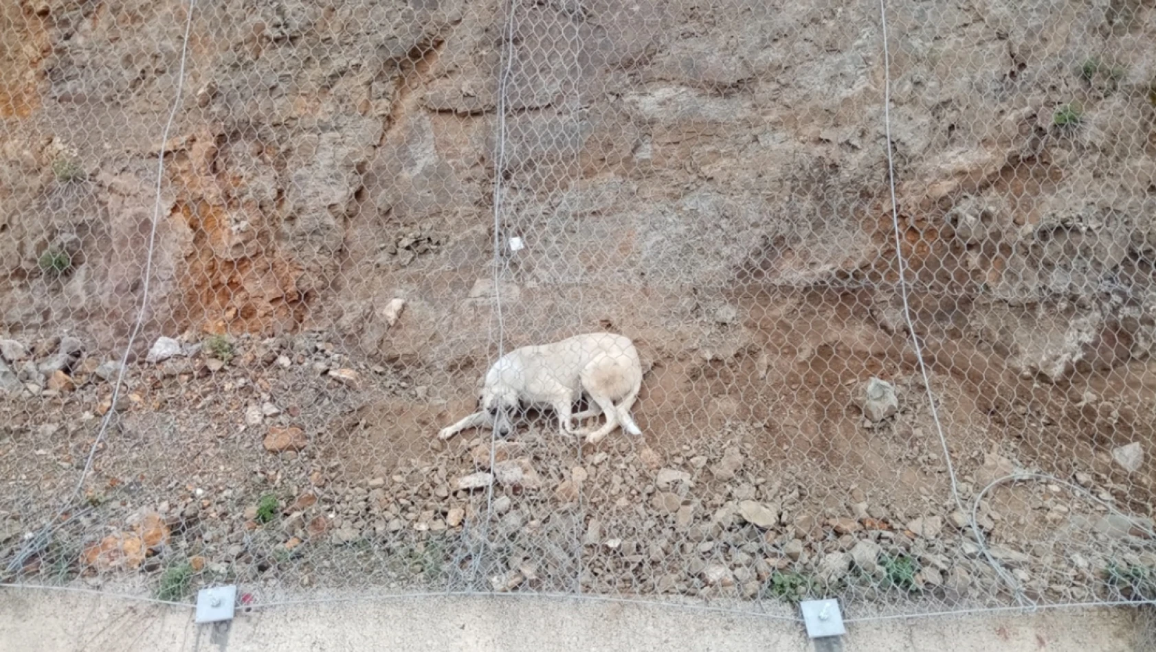 Keban'da ekipler mahsur kalan köpeği kurtardı