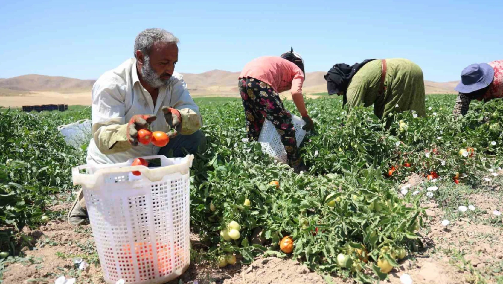 Mevsimlik işçilerin sıcak altına ekmek mücadelesi