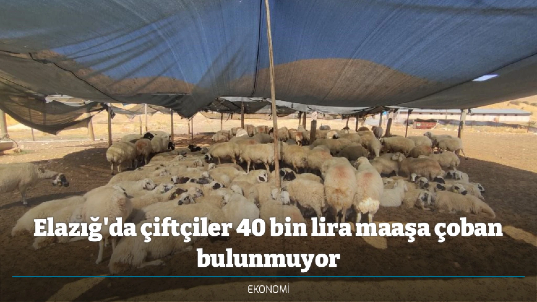 Elazığ'da çiftçiler 40 bin lira maaşa çoban bulunmuyor