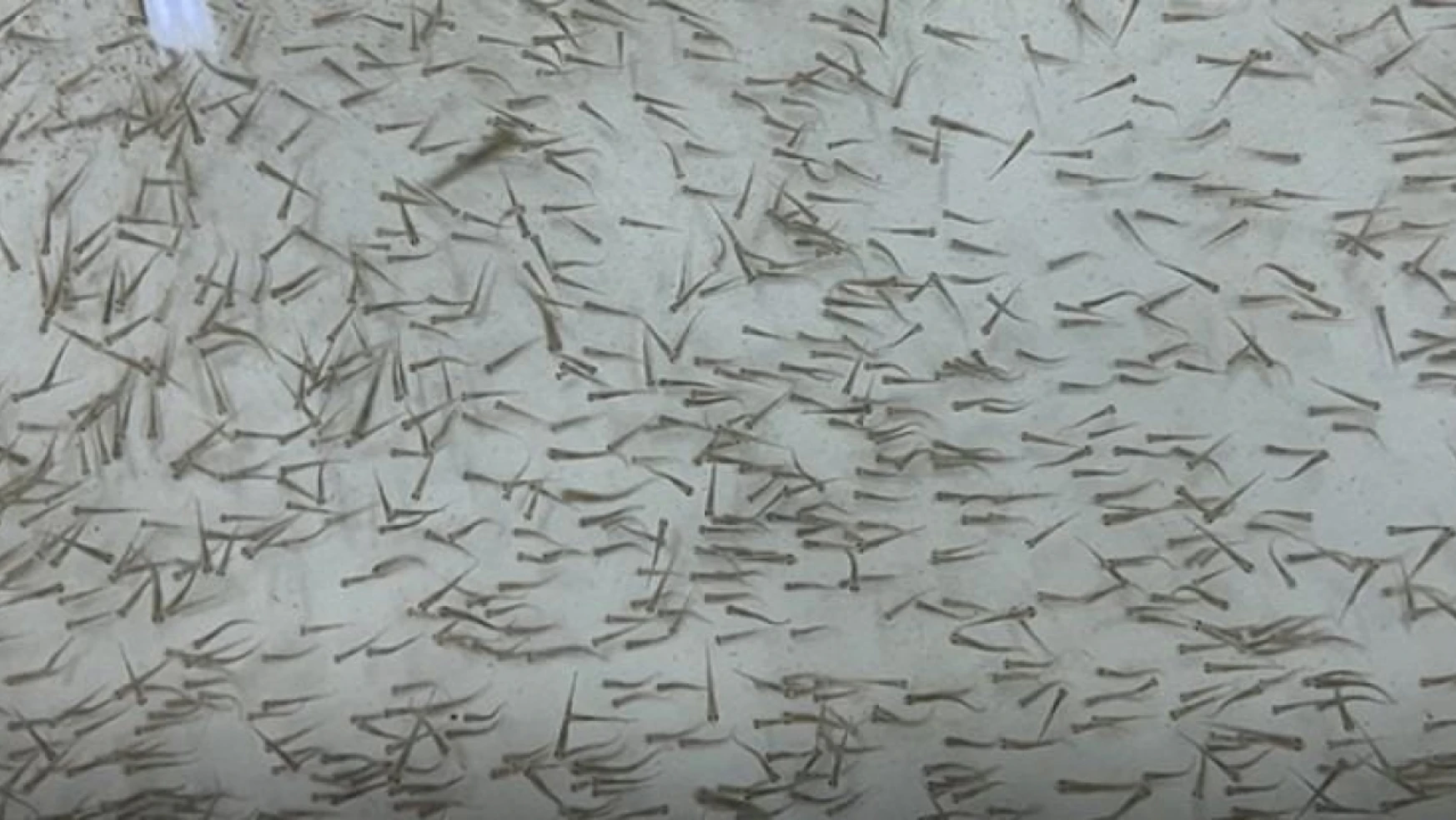 200 bin Siraz balığı Hazar Gölü'ne bırakılacak