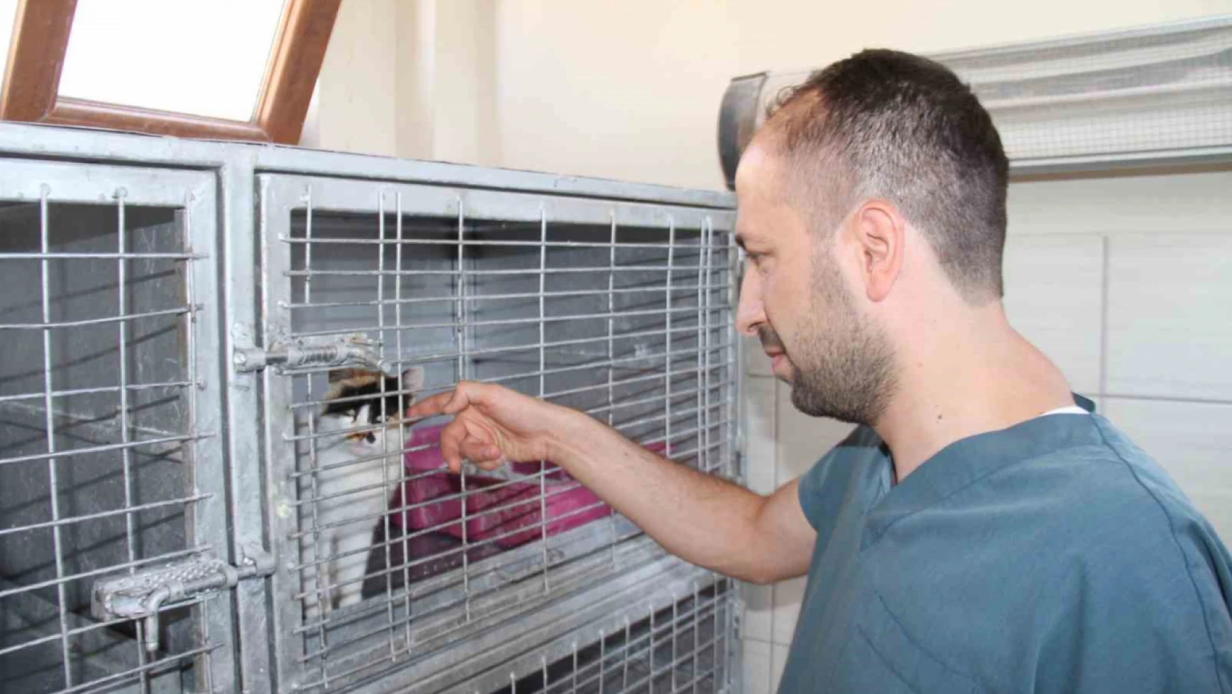 Elazığ Belediyesi Geçici Hayvan Bakım Merkezinde 6 yılda 14 bin 987 hayvan tedavi edildi