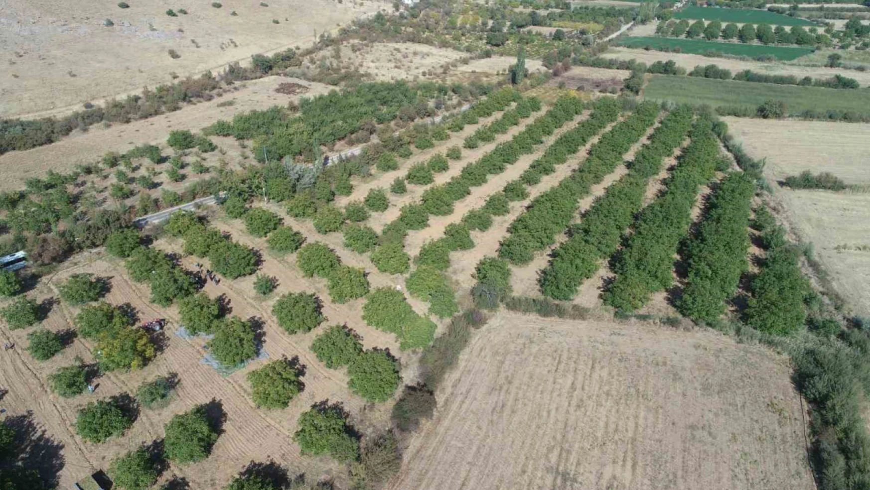 Elazığ'da 125 bin ceviz ağacında hasat başladı