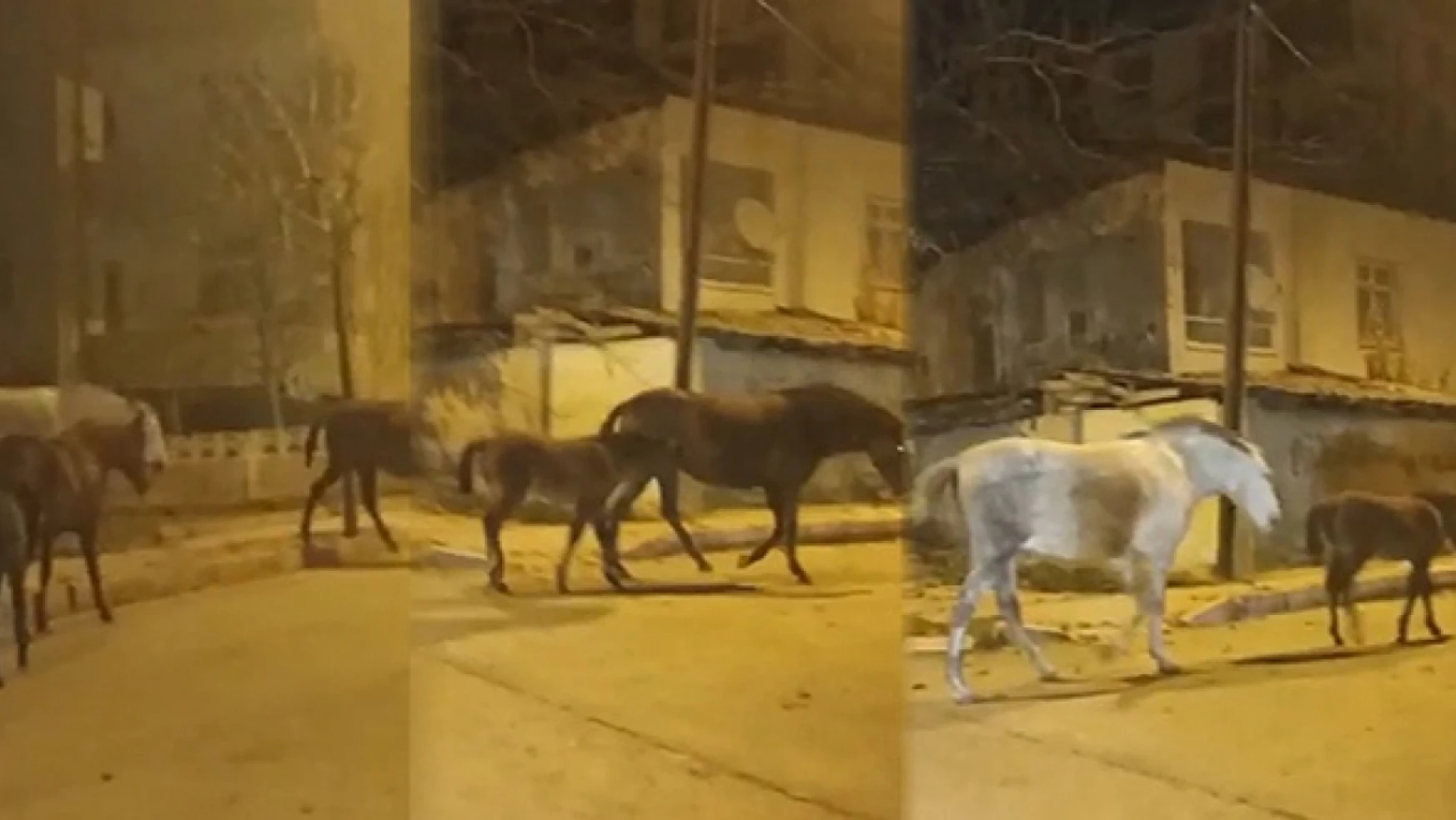 Elazığ'da başıboş atların cadde ve sokaklarda gezdiği anlar çevredekilerin cep telefonu kamerasına yansıdı.
