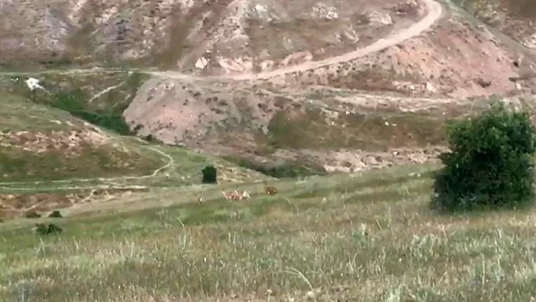 Elazığ'da dağ keçileri şehir merkezine indi