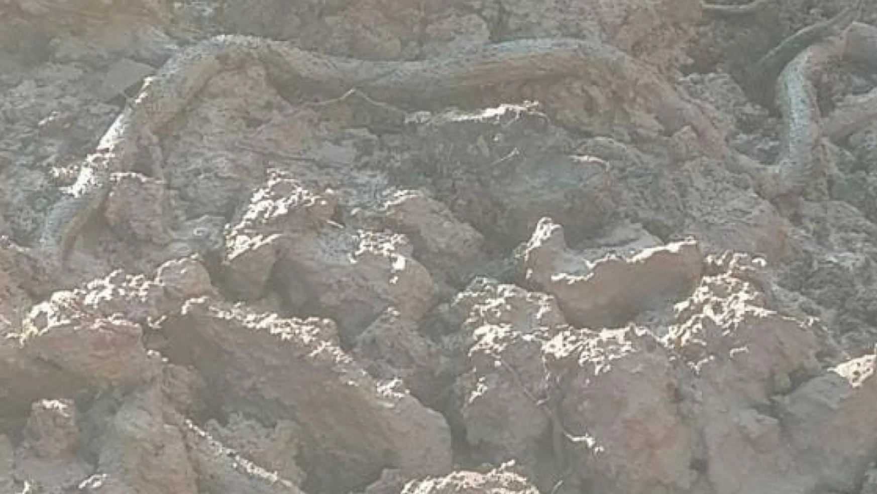 Elazığ'da su kuyusu kazısında, 3 metrelik yılan çıktı