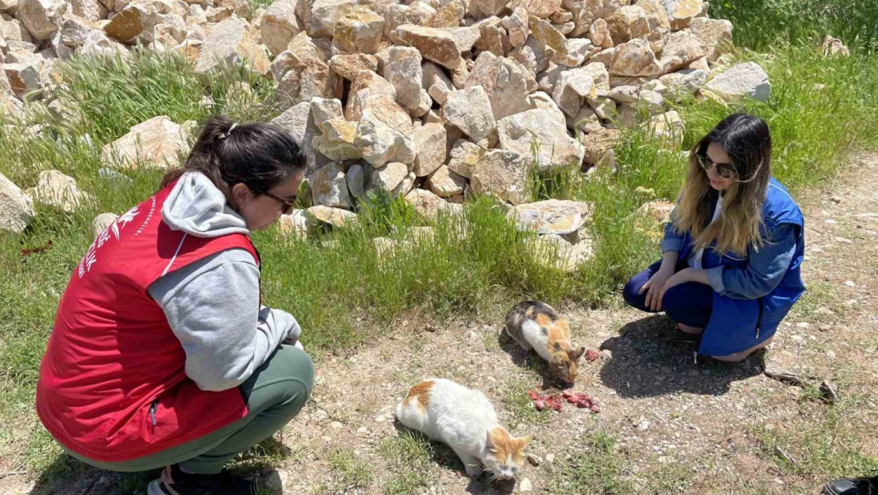 Elazığ'ın genç gönüllülerinden sokak hayvanlarına mama desteği