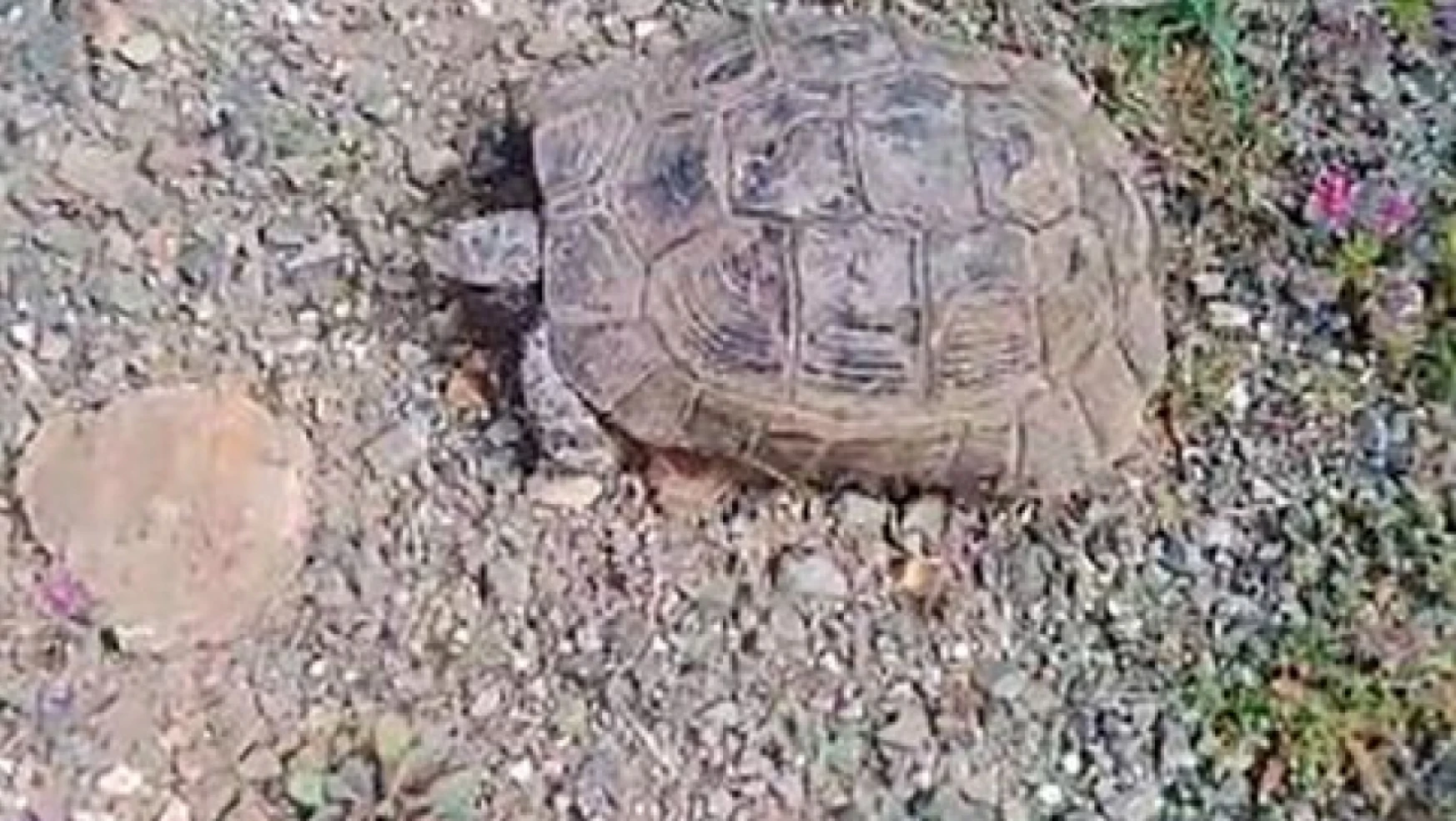 Elazığlı vatandaşın 'kaplumbağa' ile sohbeti gülümsetti