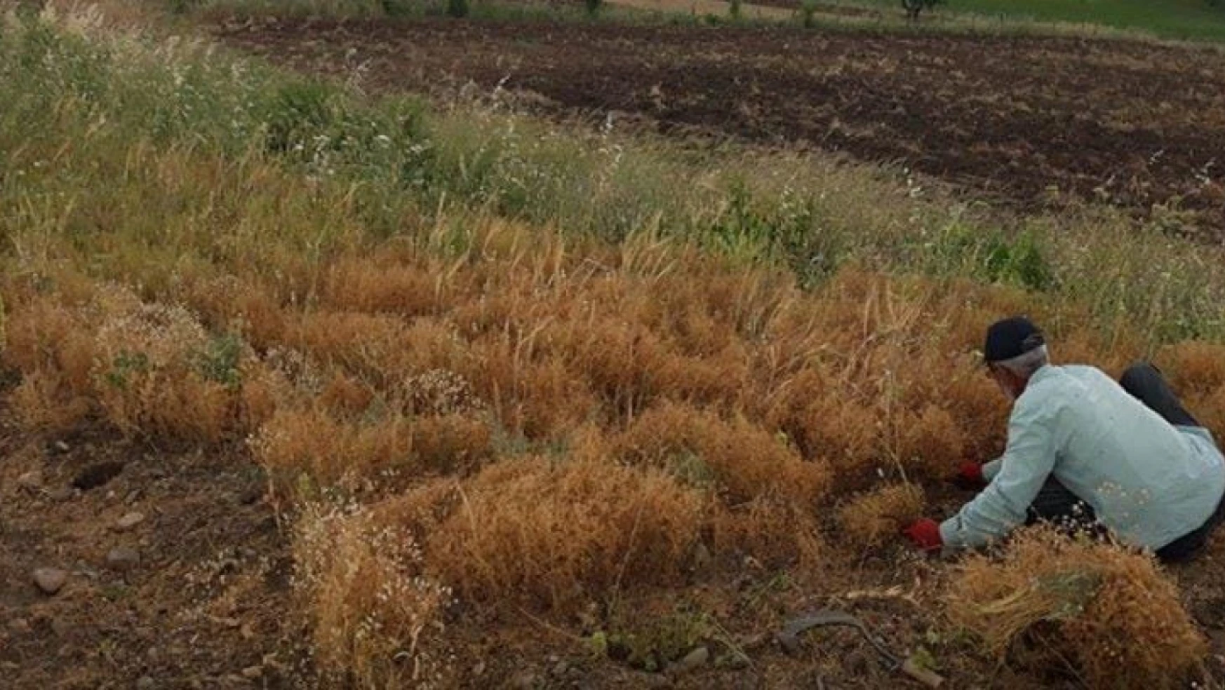 Karakoçan Alayağmur köyü'nde mercimek hasadı