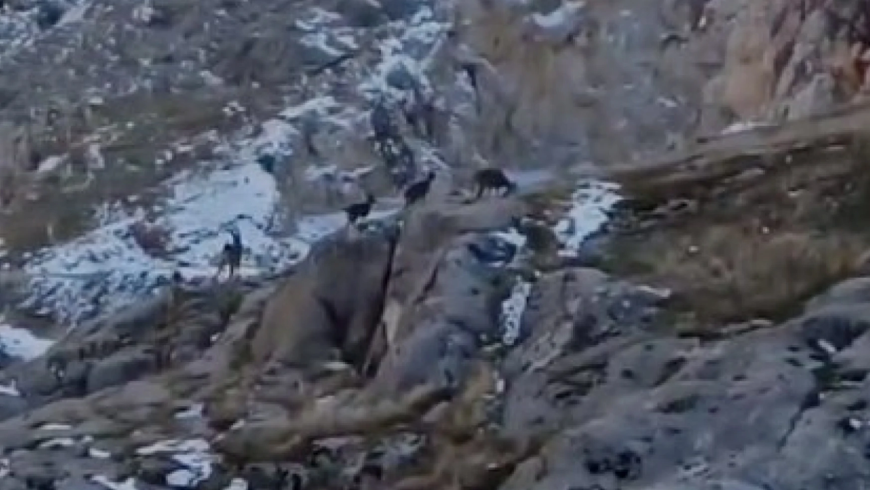 Koruma altındaki dağ keçileri sürü halinde görüntülendi