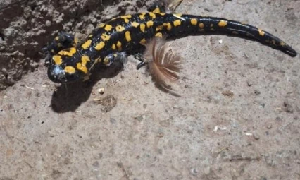 Elazığ'da benekli semender görüldü