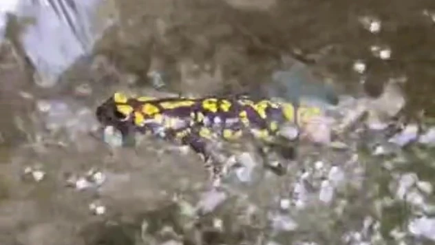 Elazığ'da benekli semender görüntülendi