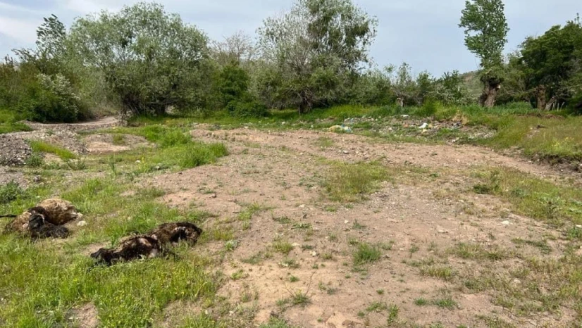 Elazığ'da ağıla giren kurt sürüsü, 21 koyunu telef etti